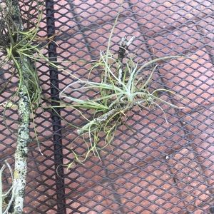 Plants Assorted Tillandsia Air Plant - Bundles of 3